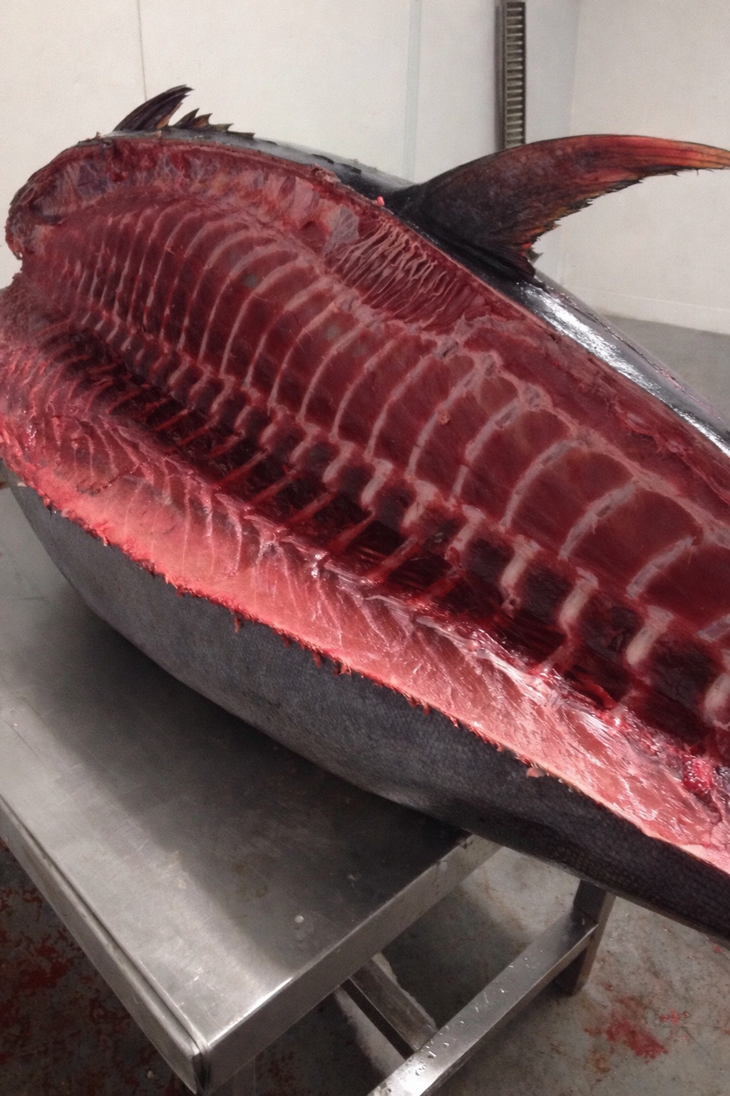 Ronqueo del atún rojo – selección de los mejores cortes