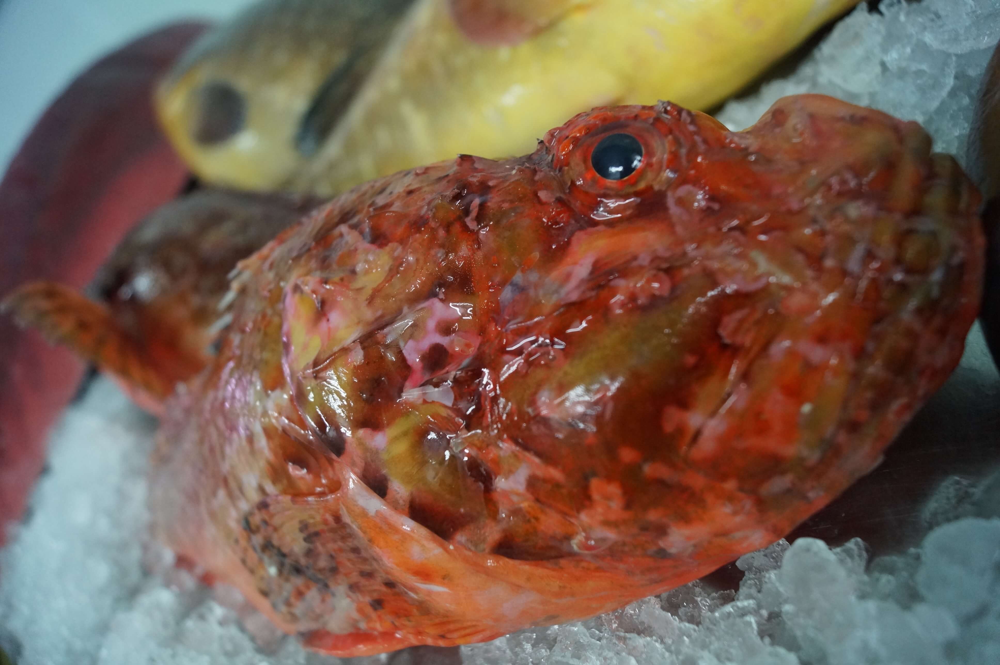 Caproig – cabracho sobre hielo